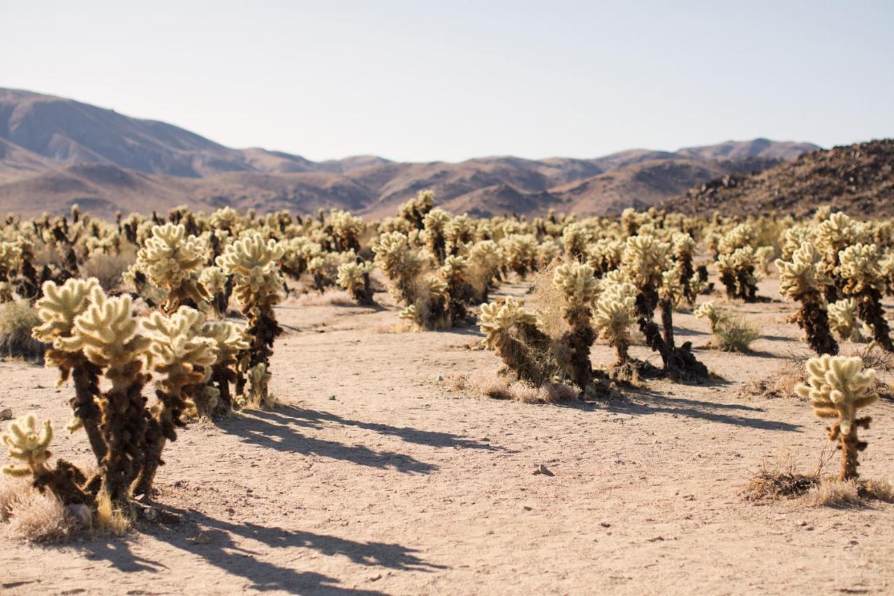 Modern Desert Dream - New Build Twentynine Palms Buitenkant foto