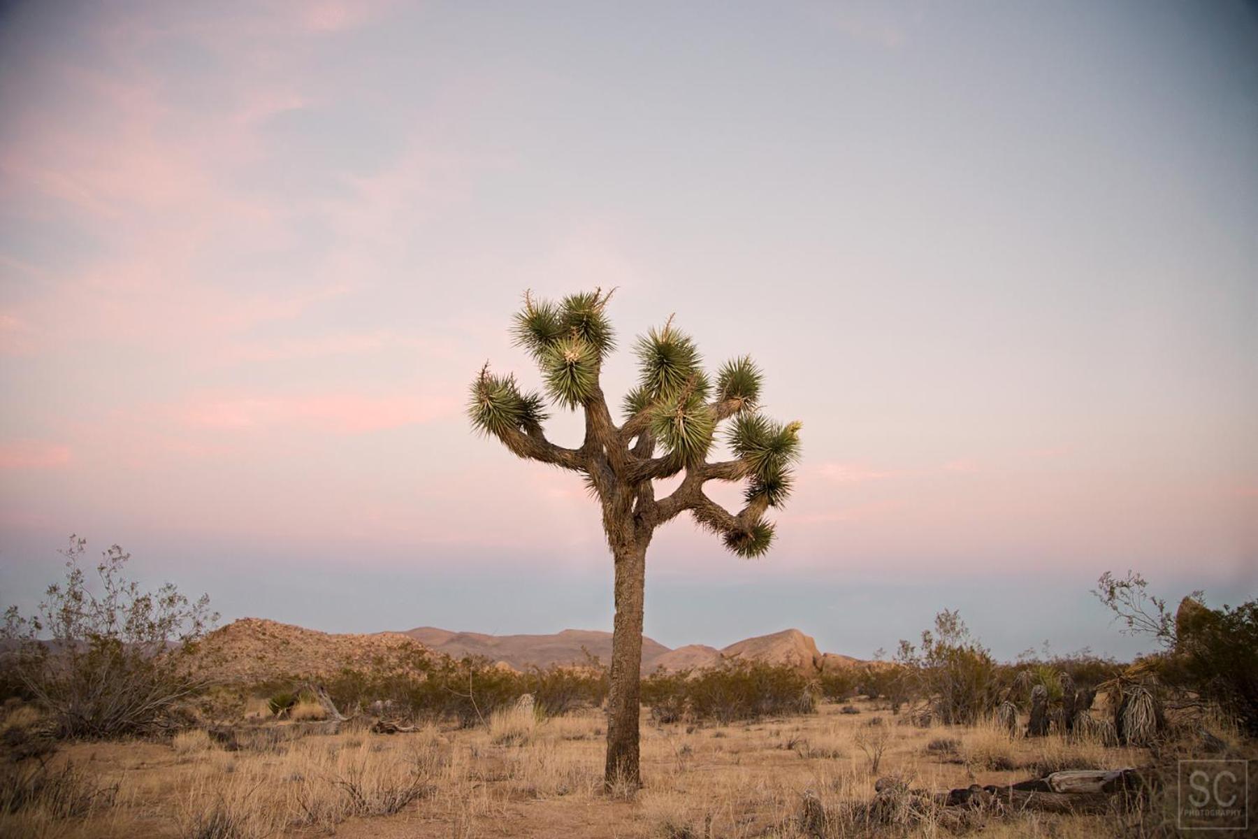 Modern Desert Dream - New Build Twentynine Palms Buitenkant foto